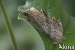 Snuitvlinder (Pterostoma palpina)