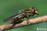 Hoverfly (Anasimyia lineata)