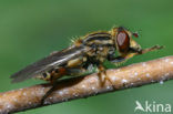 Snuitwaterzwever (Anasimyia lineata)