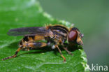 Hoverfly (Anasimyia lineata)