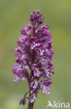 Military Orchid (Orchis militaris)