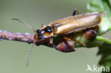 Soldaatje (Cantharis decipiens)