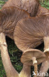 honey mushroom (Armillaria ostoyae)