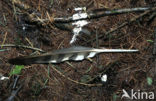 Sparrow Hawk (Accipiter nisus)