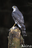 Sparrow Hawk (Accipiter nisus)