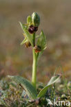 Spinnenorchis (Ophrys sphegodes)