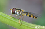 Melangyna cincta