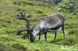 Spitsbergen Rendier (Rangifer tarandus platyrhynchus)