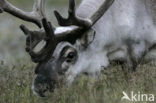 Spitsbergen Rendier (Rangifer tarandus platyrhynchus)