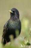 European Starling (Sturnus vulgaris)