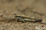 Grasshopper