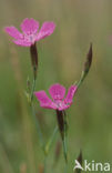 Maiden Pink (Dianthus deltoides)