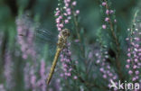 Steenrode heidelibel (Sympetrum vulgatum)