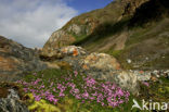 moss campion (Silene acaulis)