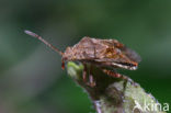 Stictopleurus crassicornis