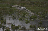 Mew Gull (Larus canus)