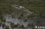 Stormmeeuw (Larus canus)