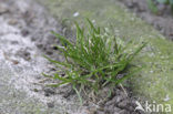Straatgras (Poa annua)