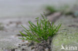 Straatgras (Poa annua)