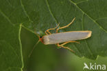 Streepkokerbeertje (Eilema complana)