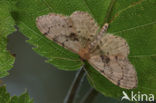 Strooiselstipspanner (Idaea laevigata)