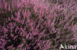 Heather