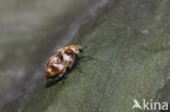 varied carpet beetle (Anthrenus verbasci)