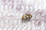 varied carpet beetle (Anthrenus verbasci)