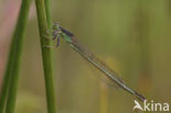 Scarce Blue-tailed Damselfly (Ischnura pumilio)