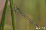 Tengere grasjuffer (Ischnura pumilio)