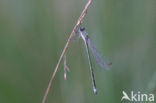 Tengere pantserjuffer (Lestes virens) 