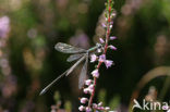 Tengere pantserjuffer (Lestes virens) 