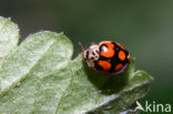 Tienstippelig lieveheersbeestje (Adalia decempunctata)