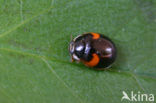 10 spot Ladybird