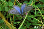 Large Blue (Maculinea arion)