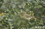 Tjiftjaf (Phylloscopus collybita)