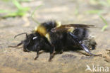 Small garden bumblebee (Bombus hortorum)