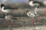 Common Redshank (Tringa totanus)