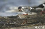 Common Redshank (Tringa totanus)