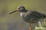 Common Redshank (Tringa totanus)