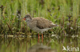 Tureluur (Tringa totanus) 