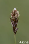 Tweerijige zegge (Carex disticha)