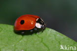 Tweestippelig lieveheersbeestje (Adalia bipunctata)