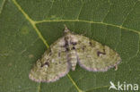 The V-Pug (Chloroclystis v-ata)