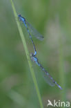 Variabele waterjuffer (Coenagrion pulchellum)