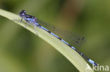 Variabele waterjuffer (Coenagrion pulchellum)