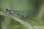 Variabele waterjuffer (Coenagrion pulchellum)