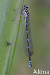 Variabele waterjuffer (Coenagrion pulchellum)