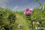 Veeldoornige distel (Carduus acanthoides L.)