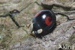 Veelkleurig aziatisch lieveheersbeestje (Harmonia axyridis)